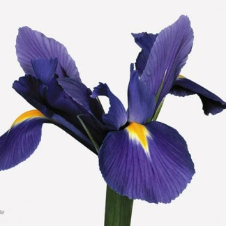 Iris Blue Magic