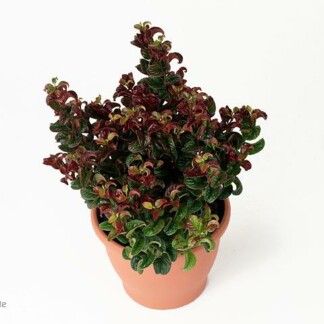 Leucothoe Ax Curly Rouge