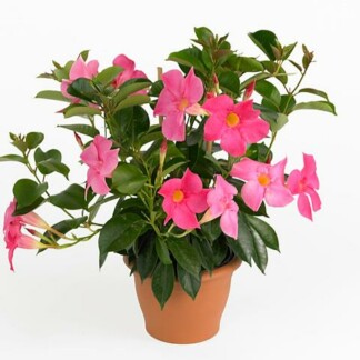 Mandevilla Rio Rose