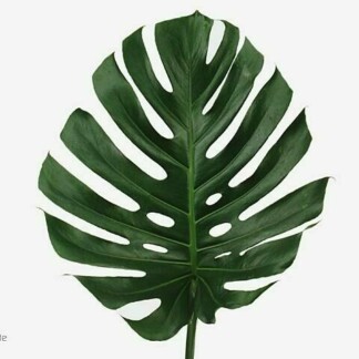 Monstera