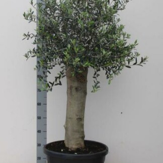 Olea