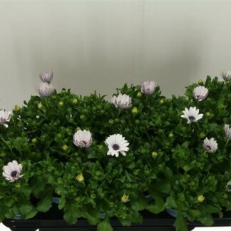 Osteospermum bl