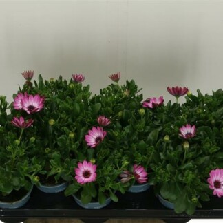 Osteospermum ro