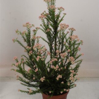 Ozothamnus Rosmarinifolius