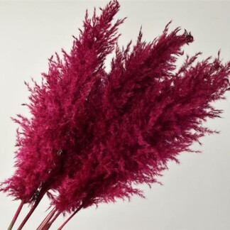 Pampas Grass fushia