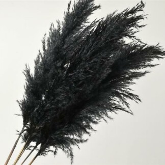 Pampas Grass gris-noir