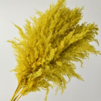 Pampas Grass jaune