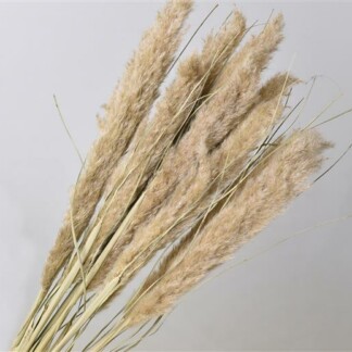 Pampas Grass naturel