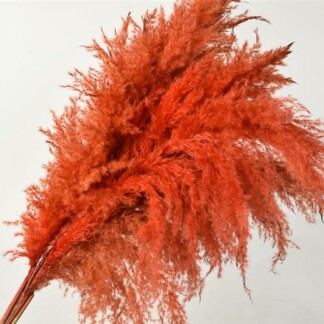 Pampas Grass orange