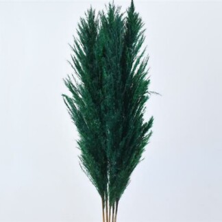 Pampas Grass vert sapin