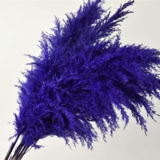 Pampas Grass violet