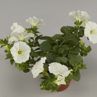 Petunia Tea Blanc