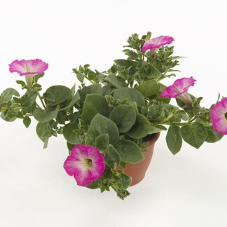 Petunia Tea Rose