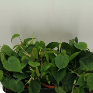 Philodendron Scandens