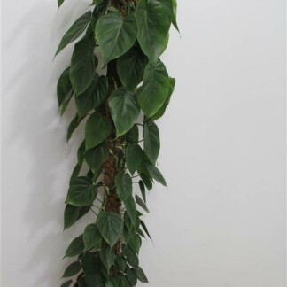 Philodendron Scandens