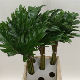 Philodendron Xanadu