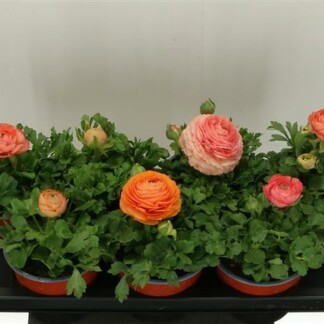 Ranunculus Ov