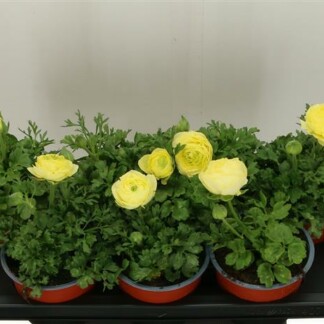 Ranunculus creme