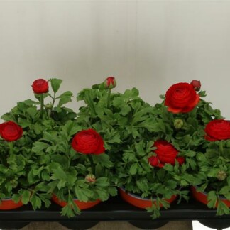 Ranunculus rouge