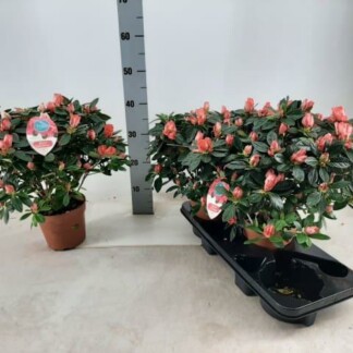Rhododendron (Azalea)