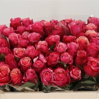 Rose Pompidou