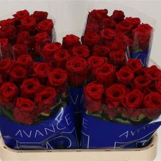 Rose Red Naomi Avance