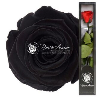 Rose éternelle Noir