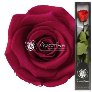 Rose éternelle Pin03