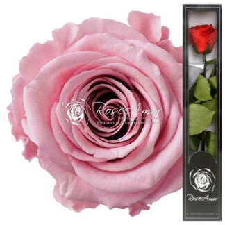 Rose éternelle Pin04