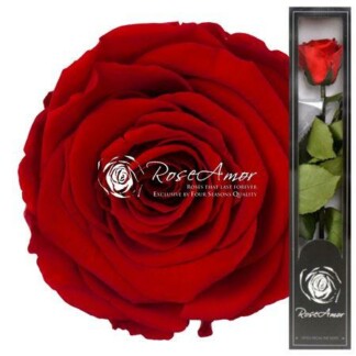 Rose éternelle Red02