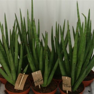 Sansevieria Cy Tought