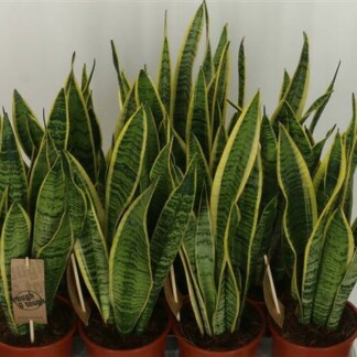 Sansevieria Laurentii