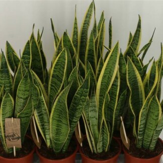 Sansevieria Laurentii