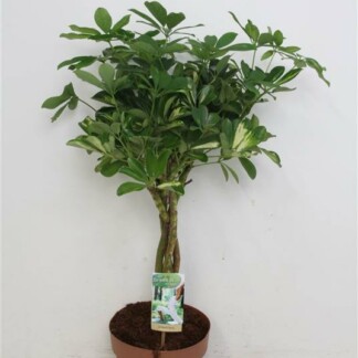 Schefflera Ar Or Capell