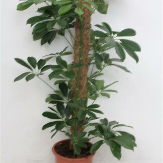 Schefflera vert