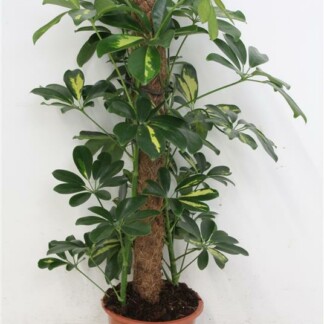 Schefflera