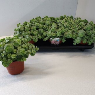 Sedum Sieboldii