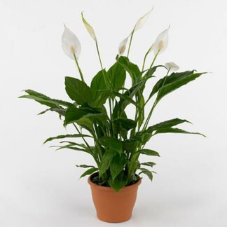 Spathiphyllum