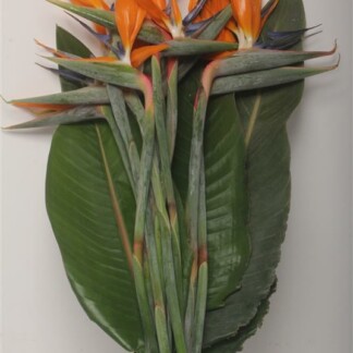 Strelitzia