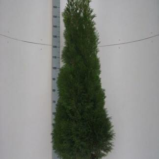 Thuja O Smaragd