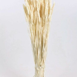 Triticum (wheat)